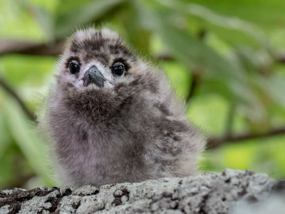 White tern chick (10/29/2018)