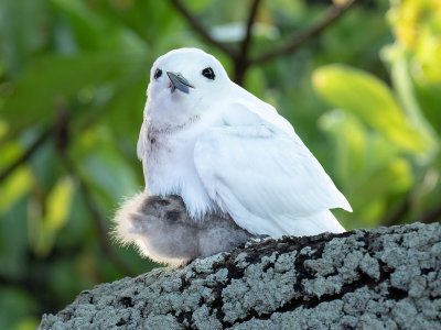 White tern protecting her chick (10/28/2018)