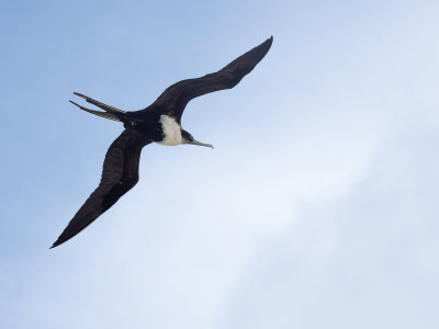 Frigate bird (10/27/2018)