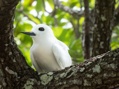 White tern (10/27/2018)