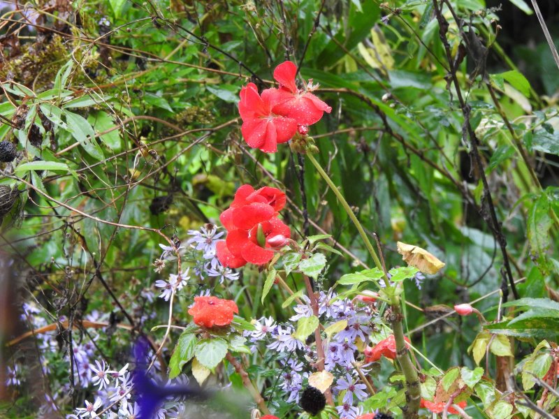 28 Sep Color in the garden