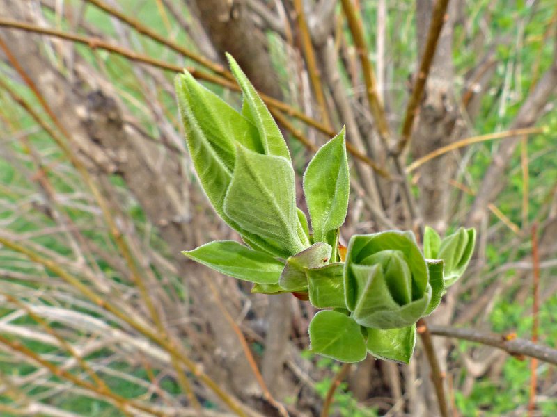 13 Apr Its almost lilac time