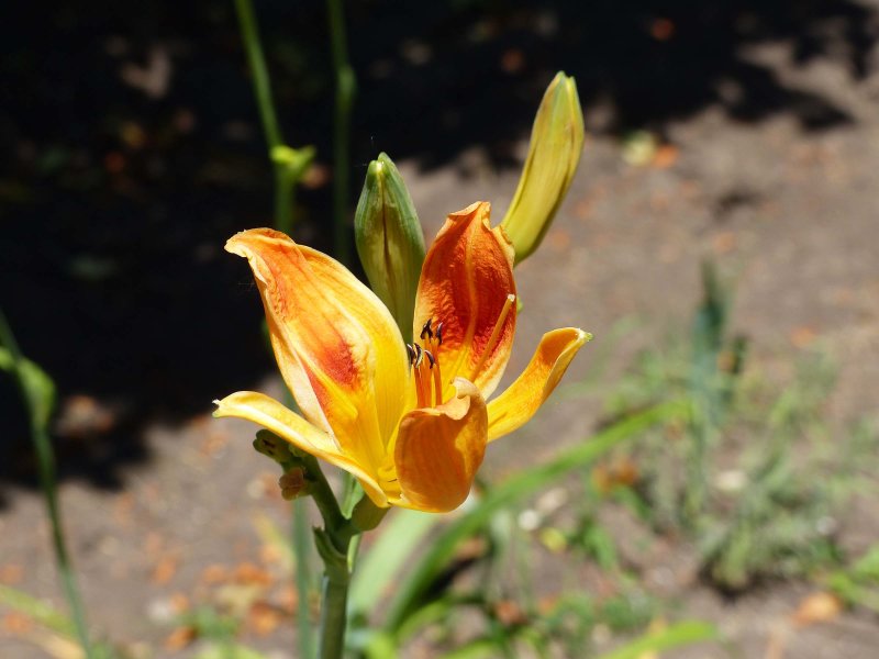 13 Jun Day lily