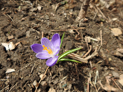 30 Mar First flower of the season