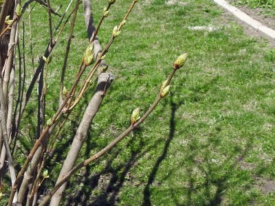 09 Apr A sure sign of Spring!