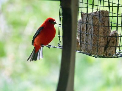 14 Apr Red bird