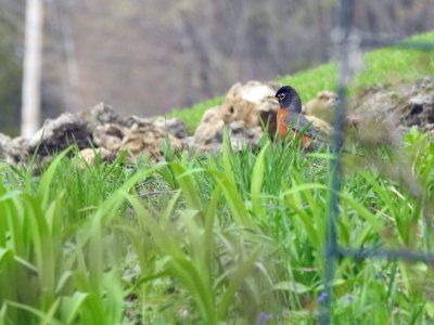 23 Apr My first robin