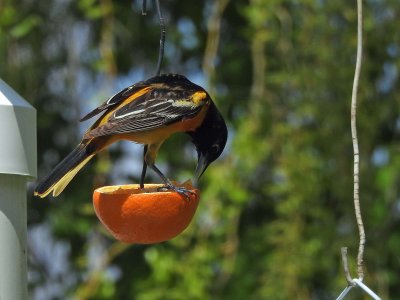 06 May Oriole eating an orange