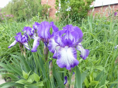 22 May Iris in front