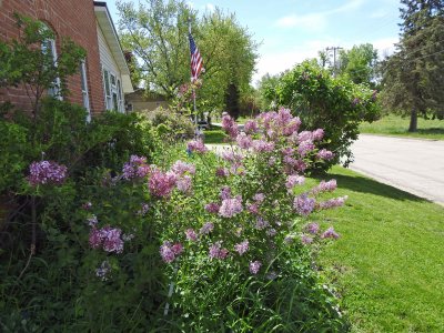 25 May 3 Lilacs