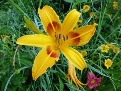06 Jul Day Lily