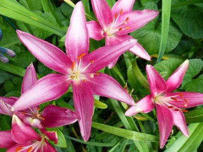 13 Jul Oriental Lily