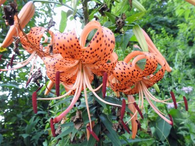 18 Jul Tiger Lily