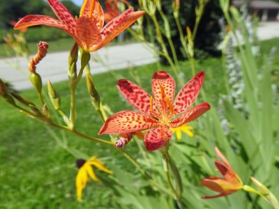 23 Jul Oriental lily