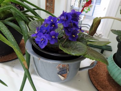 27 Jul Dark blue violet