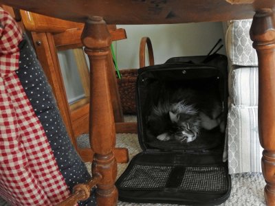 28 Jul Minnee in her hiding place
