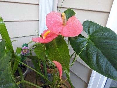30 Jul Pink Anthurium