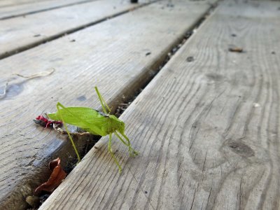 06 Aug Grasshopper