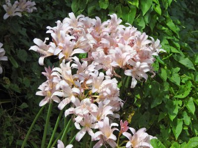 16 Aug Magic lily