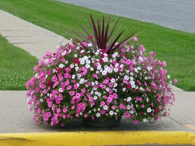 04 Sep Village flower pots