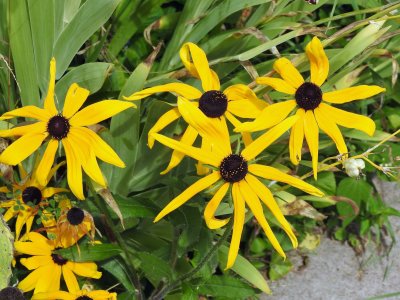 20 Sep Black-eyed Susan's