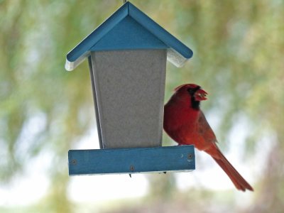 09 Nov Cute Cardinal