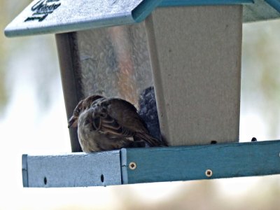 19 Nov Bird at a feeder