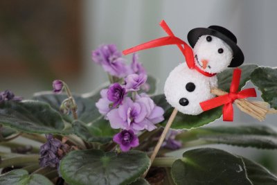 15 Dec Frosty and violets