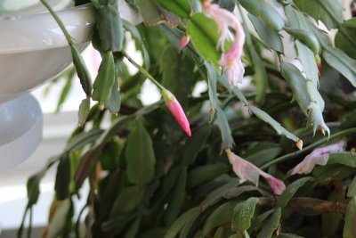 16 Dec Christmas cactus maybe?