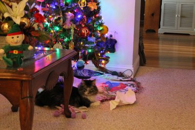 27 Dec Minnee had a good Christmas