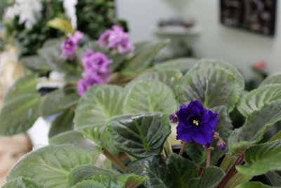 30 Dec Violets in the sun room
