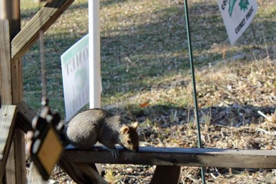 03 Jan Squirrel on the rail