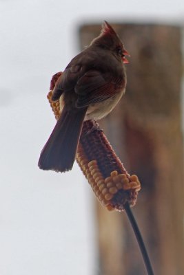 20 Jan Ms Cardinal