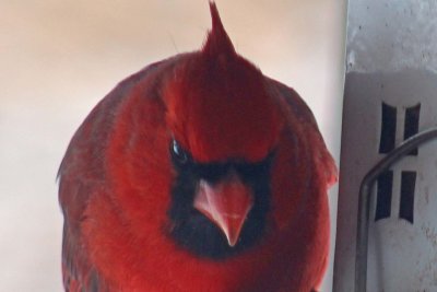 19 Jan Mr Cardinal