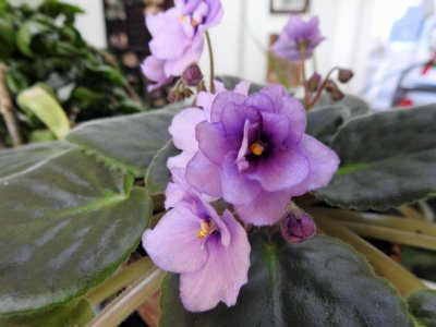 21 Mar Violet in the sun room