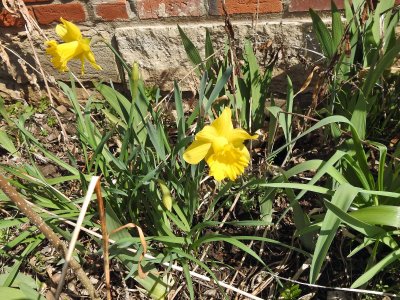 04 Apr Yellow flowers
