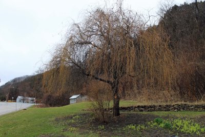 07 Apr The curly willow tree