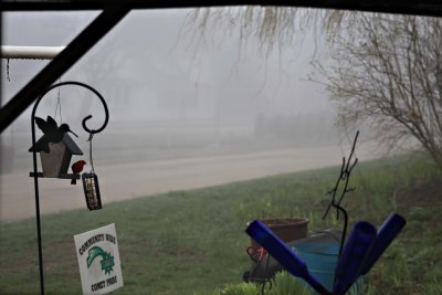 08 Apr Foggy morn at the feeder