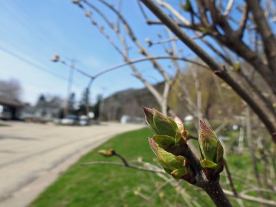 13 Apr Lilac buds