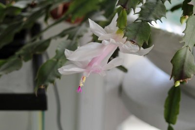 28 Apr Quarantined Christmas cactus