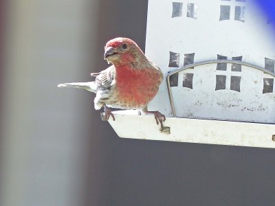 05 May Birdie at a feeder