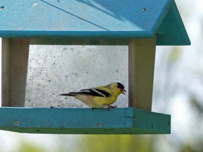 06 May Birdie at a feeder