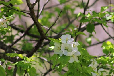 21 May Apple blossom