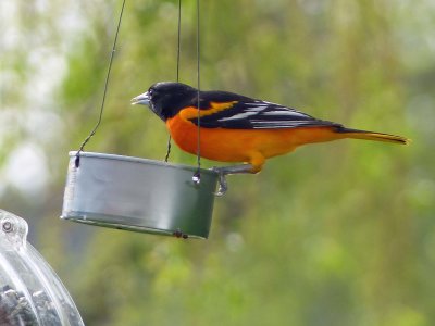 18 May Baltimore oriole at the new feeder