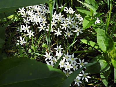 28 May Star of Bethlehem