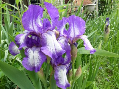25 May White & purple iris