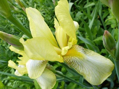 29 May Yellow Iris