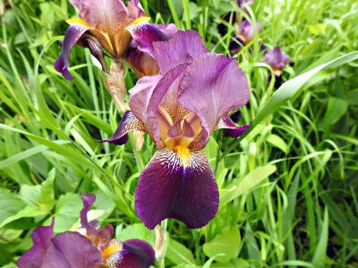 30 May Deep purple iris