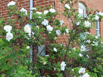 07 Jun White Roses
