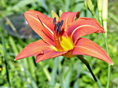 27 Jun Day Lily